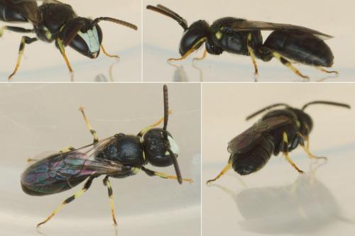 Réf. 205 733 : Hylaeus pictipes